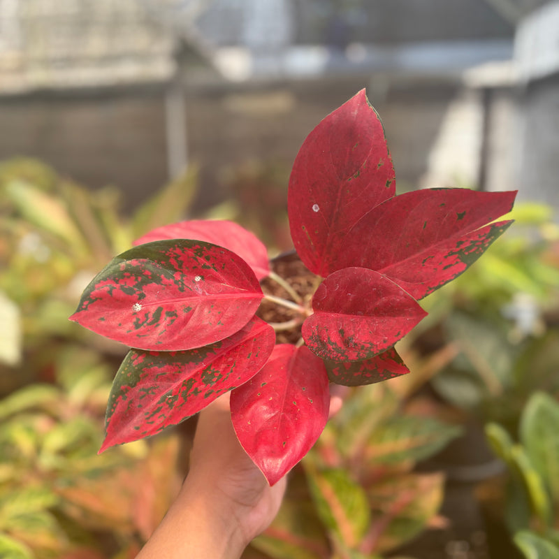 Aglaonema Kochin Superstar