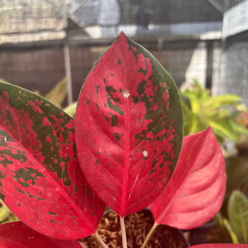 Aglaonema Kochin Superstar