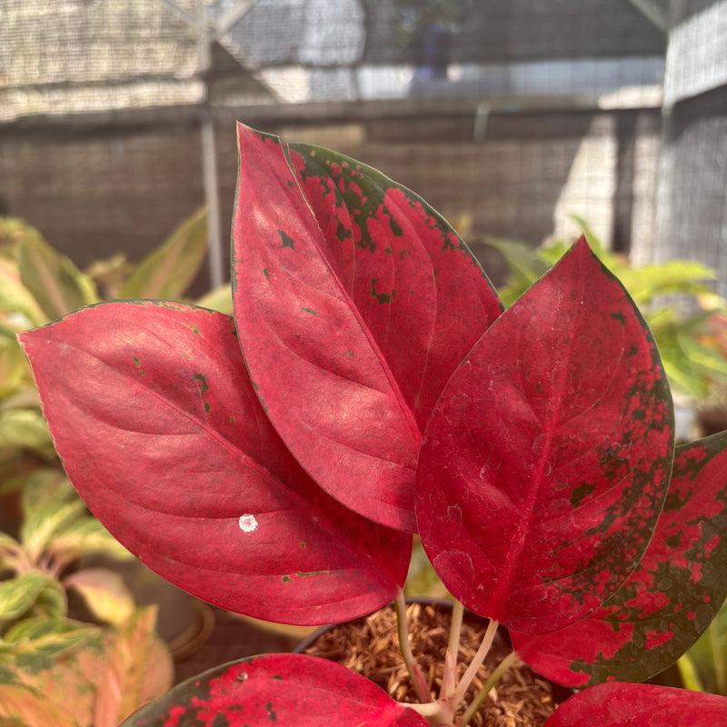 Aglaonema Kochin Superstar