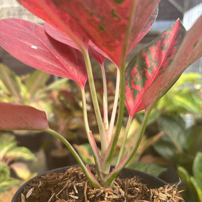 Aglaonema Kochin Supertsar