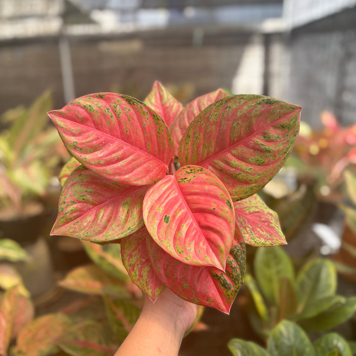 Aglaonema Super Red Treasure of Siam