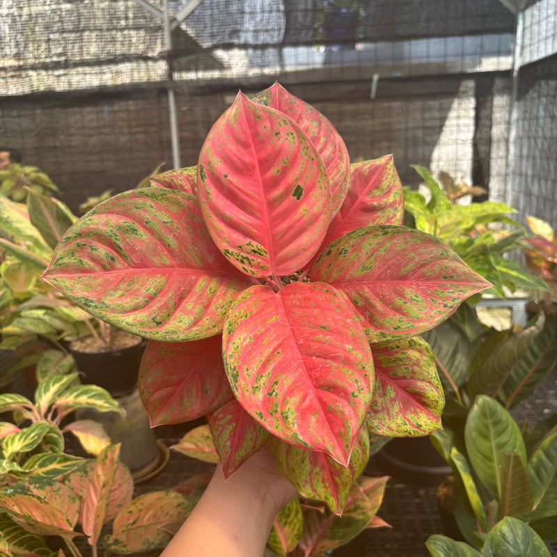 🎁 Aglaonema Super Red Treasure of Siam (100% off)