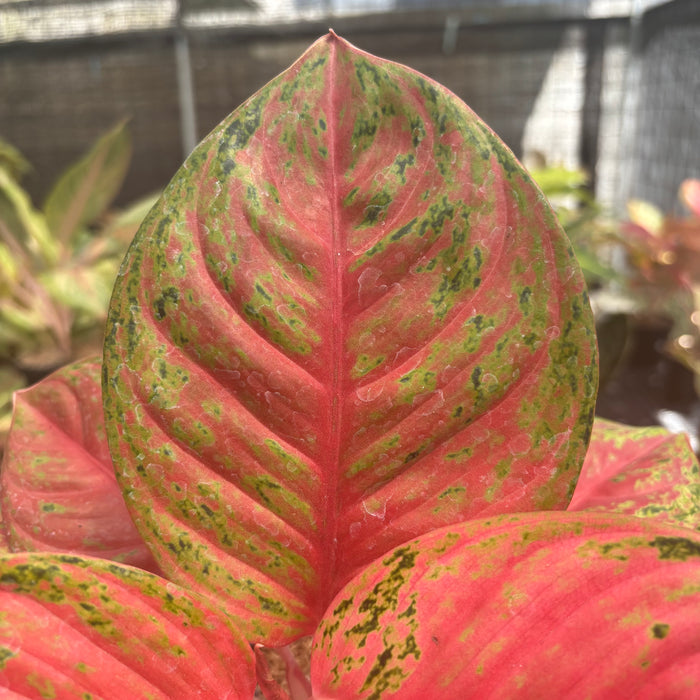 Aglaonema Super Red Treasure of Siam
