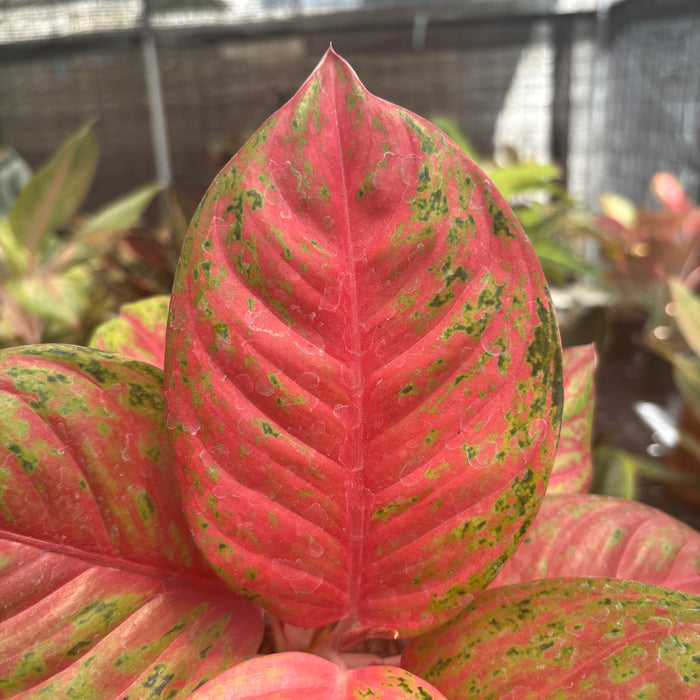 Aglaonema Super Red Treasure of Siam