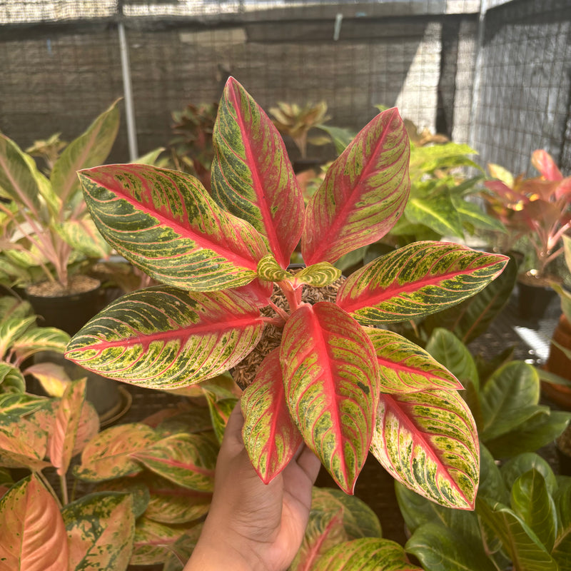 Aglaonema Nancy