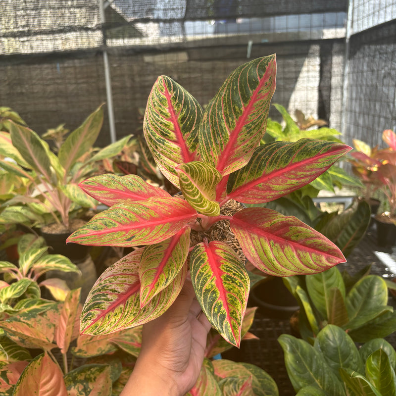 Aglaonema Nancy