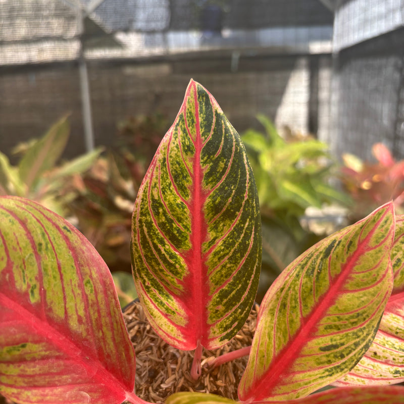 Aglaonema Nancy
