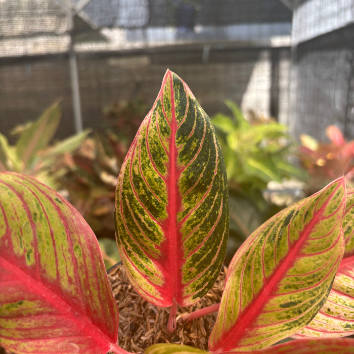 Aglaonema Nancy