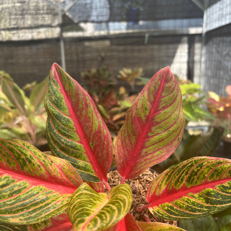 Aglaonema Nancy