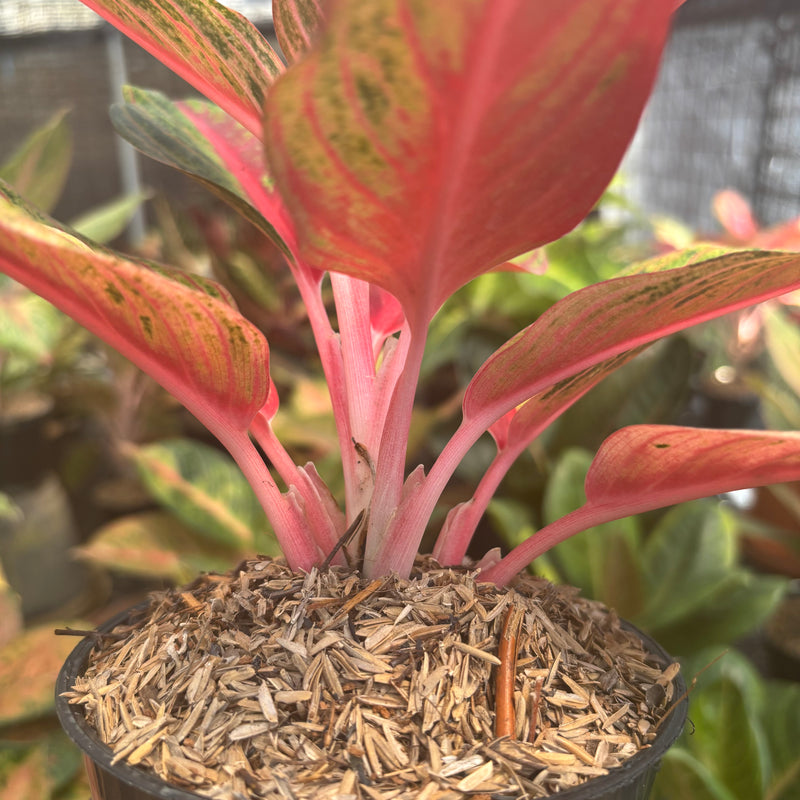 Aglaonema Nancy