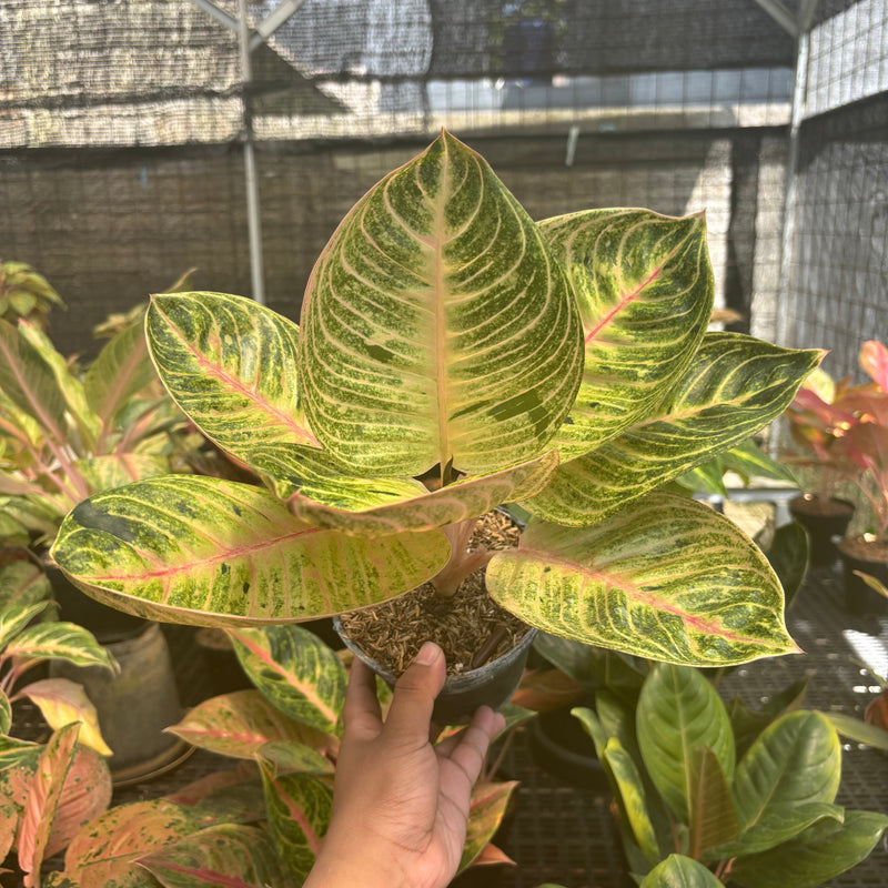 🎁 Aglaonema Moonlight (100% off)