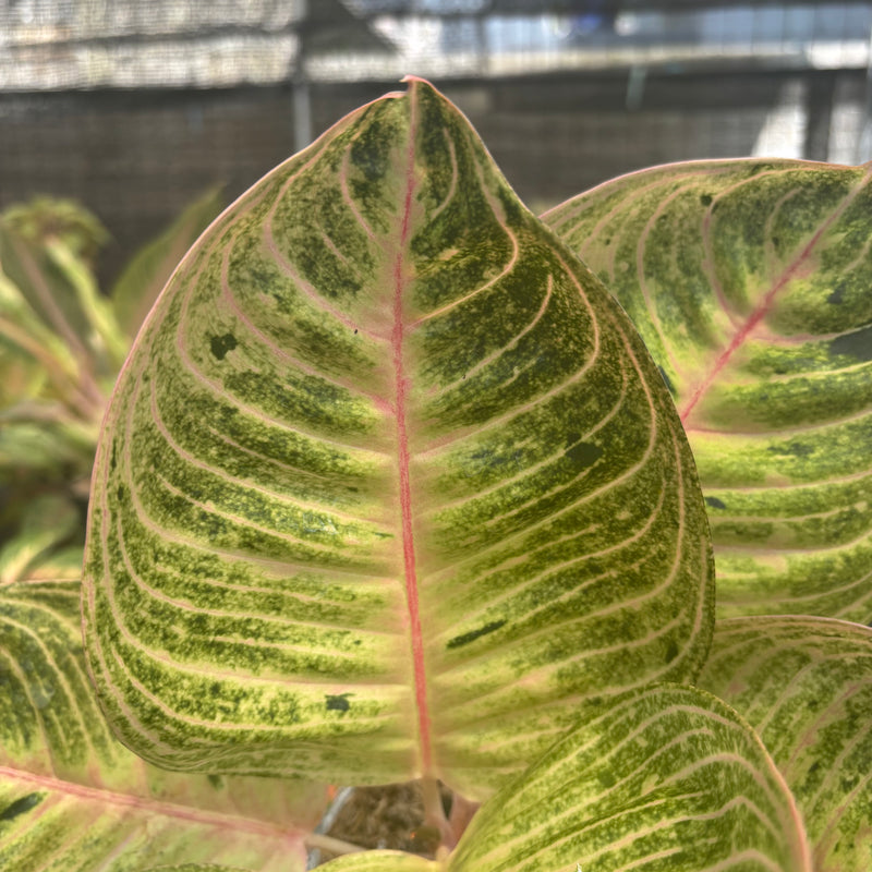 Aglaonema Moonlight