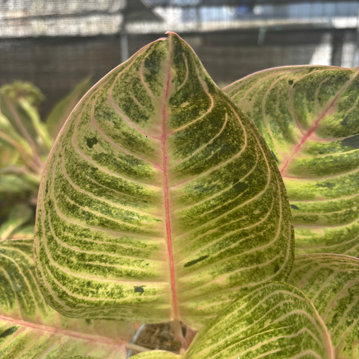 Aglaonema Moonlight