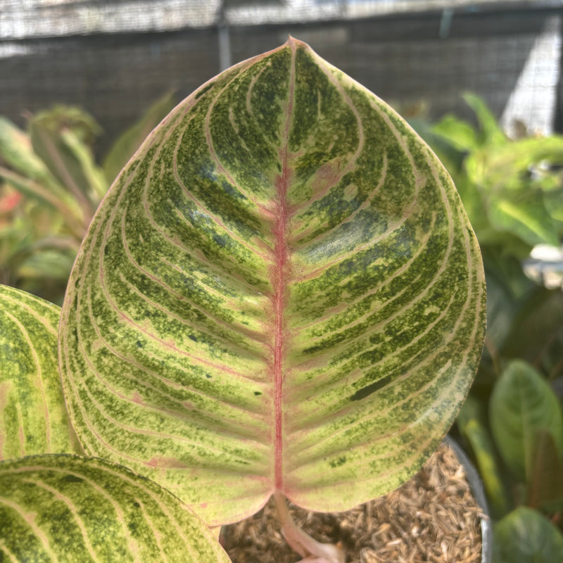 Aglaonema Moonlight