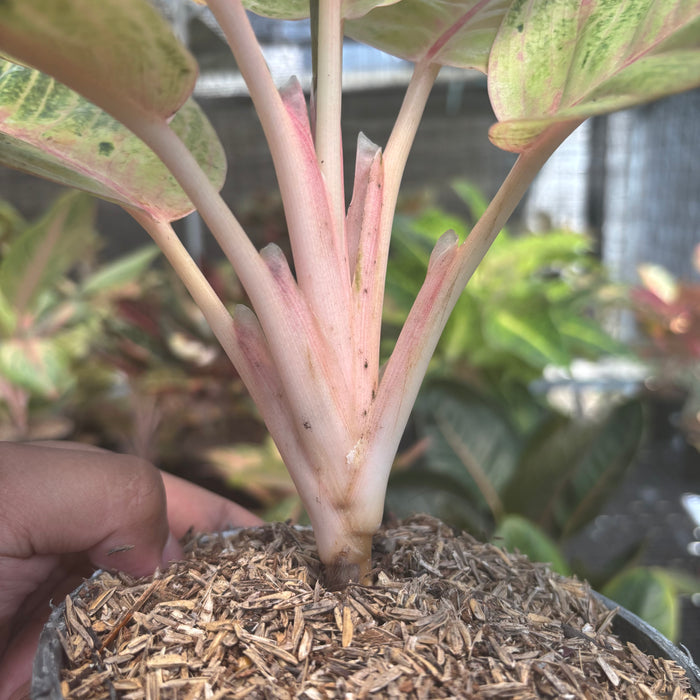 Aglaonema Moonlight