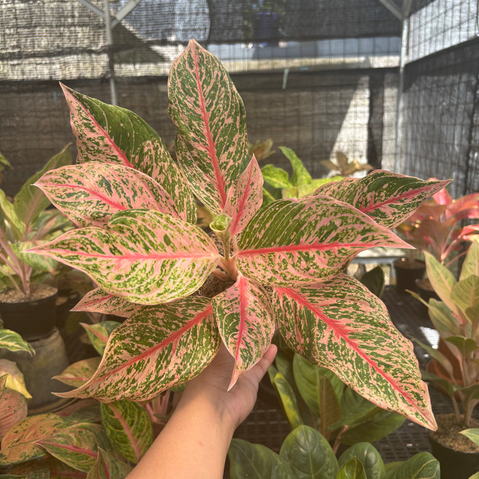 Aglaonema Pretty Woman