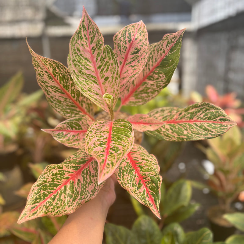 Aglaonema Pretty Woman