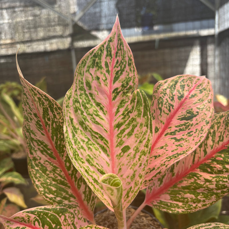 Aglaonema Pretty Woman