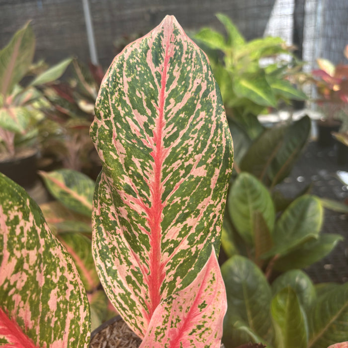 Aglaonema Pretty Woman