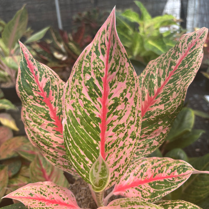 Aglaonema Pretty Woman