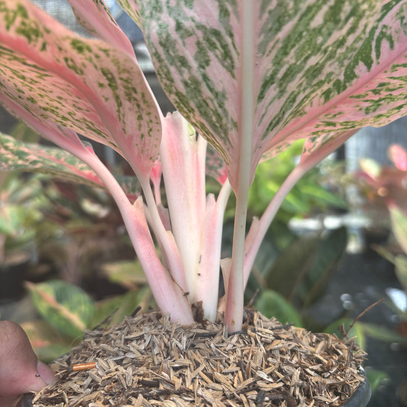 Aglaonema Pretty Woman