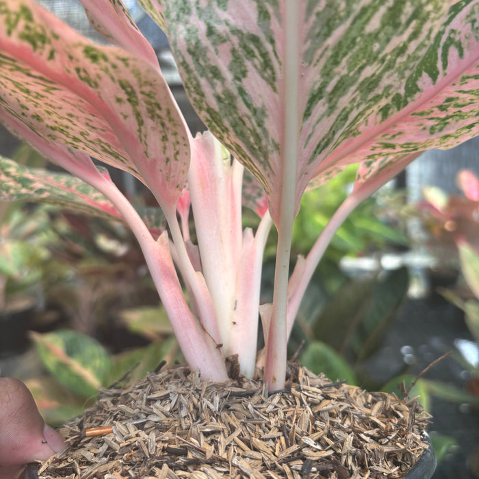 Aglaonema Pretty Woman