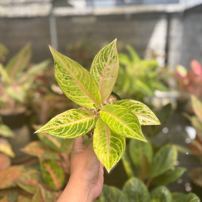 Aglaonema Ratu Koneng