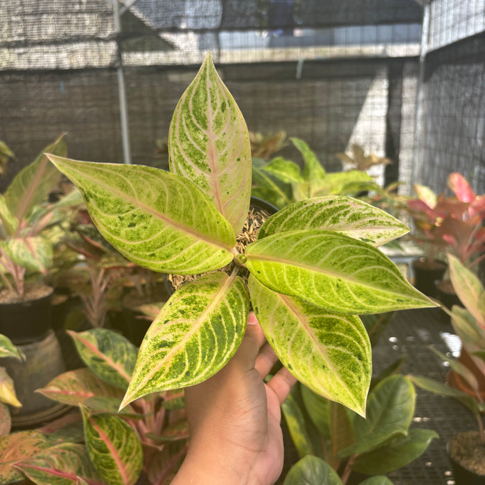 Aglaonema Ratu Koneng