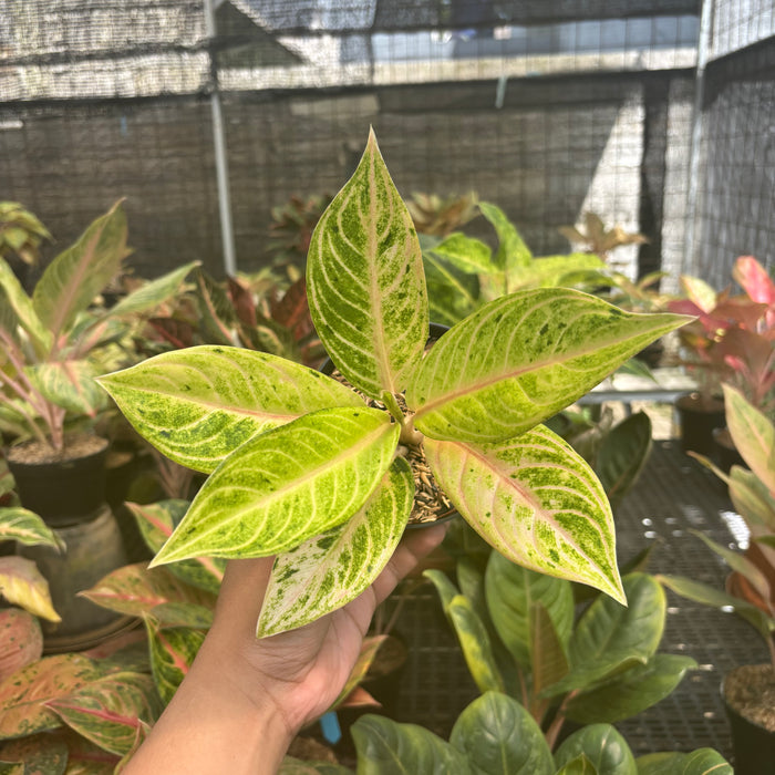 Aglaonema Ratu Koneng