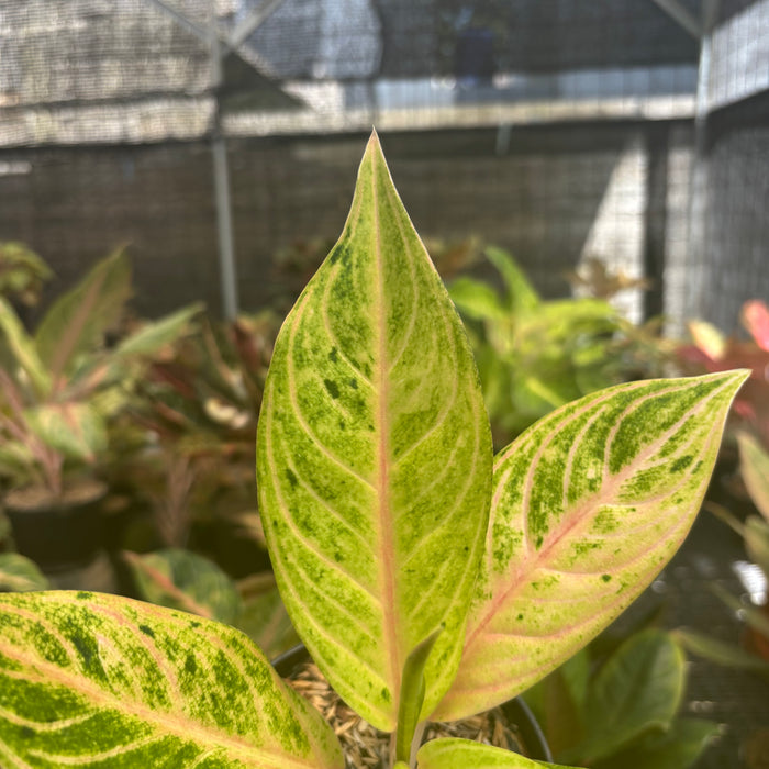 Aglaonema Ratu Koneng