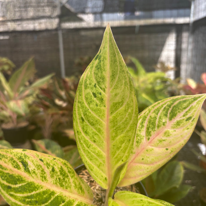 Aglaonema Ratu Koneng