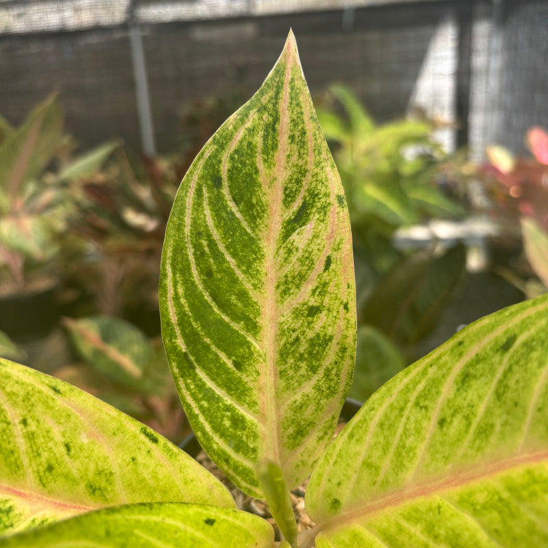 Aglaonema Ratu Koneng