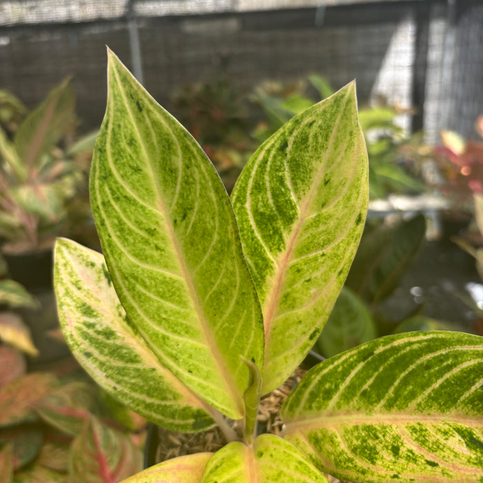 Aglaonema Ratu Koneng