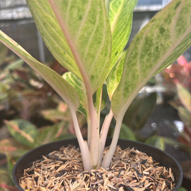 Aglaonema Ratu Koneng
