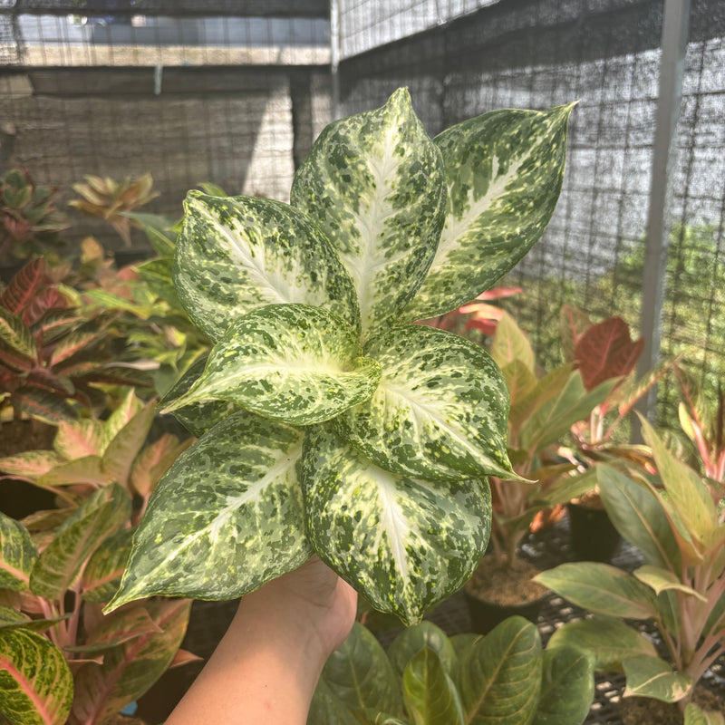 🎁 Aglaonema Snowy (100% off)