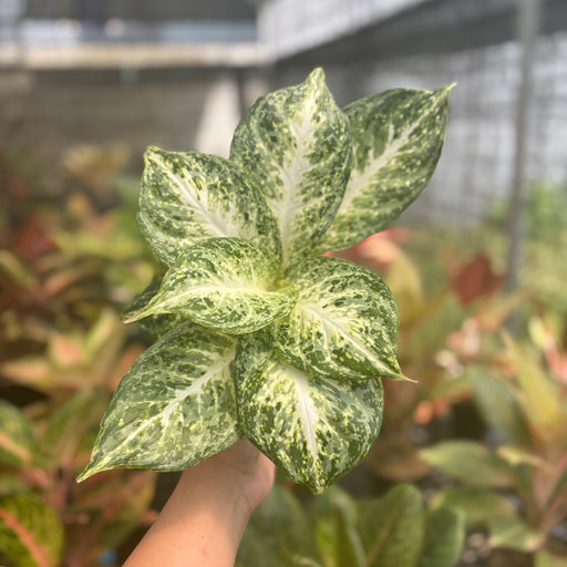 aglaonema tiara Aglaonema Snowy