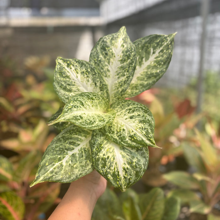Aglaonema Snowy