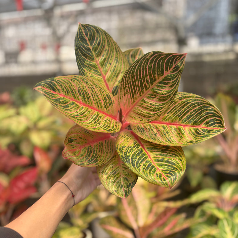 Aglaonema Krisna Golden