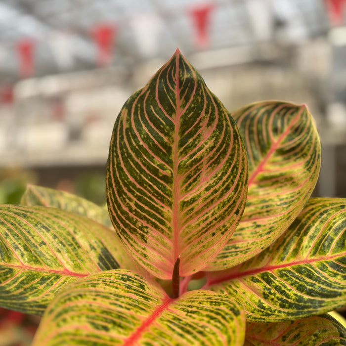 Aglaonema Krisna Golden