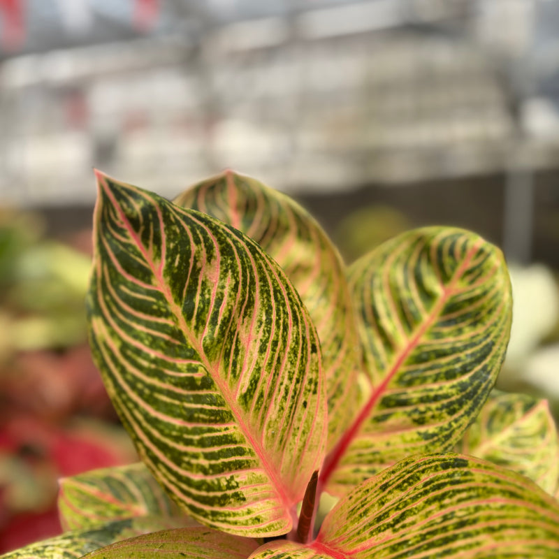 Aglaonema Krisna Golden