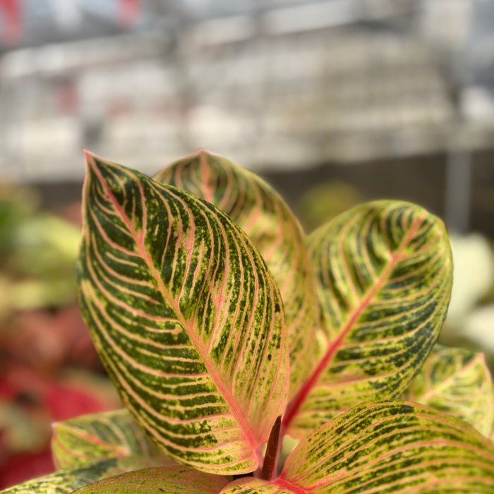 Aglaonema Krisna Golden