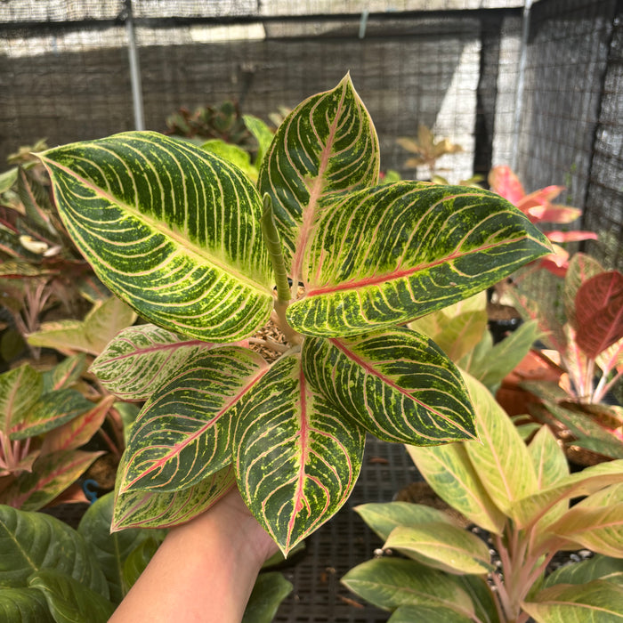 Aglaonema Queen of Siam
