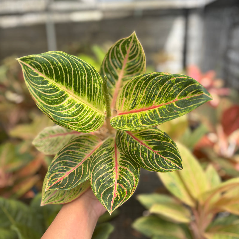 Aglaonema Queen of Siam