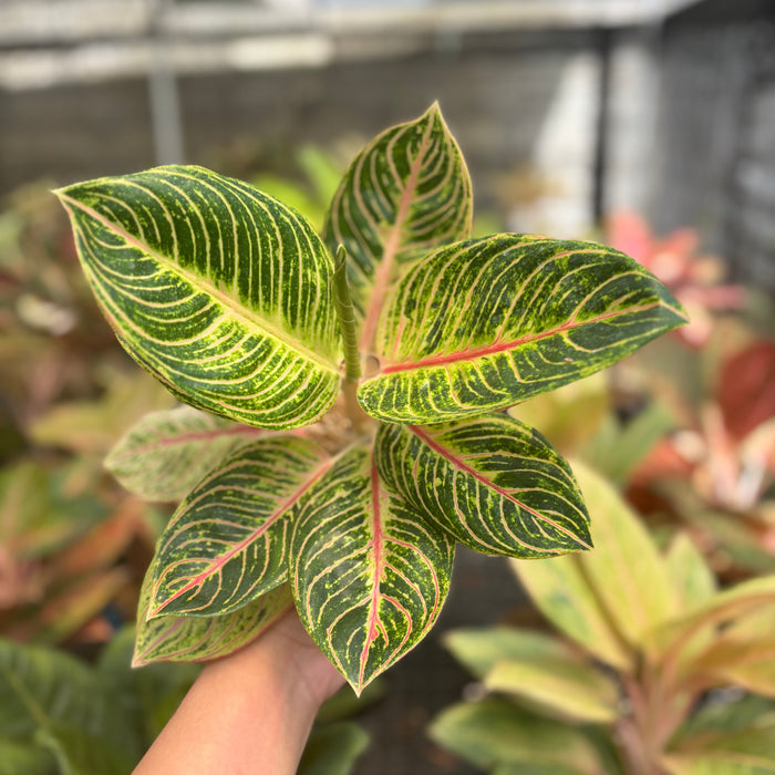 Aglaonema Queen of Siam