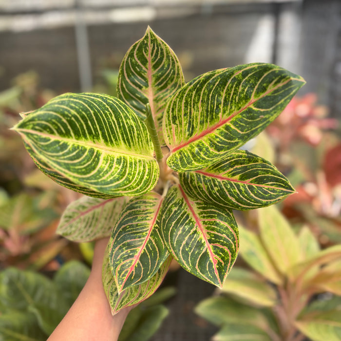 Aglaonema Queen of Siam
