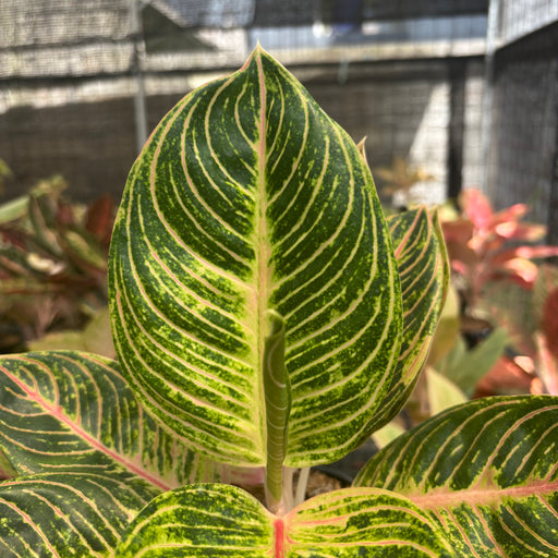 queen of siam aglaonema Aglaonema Queen of Siam