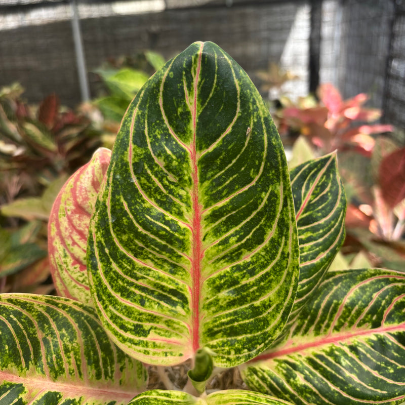 Aglaonema Queen of Siam