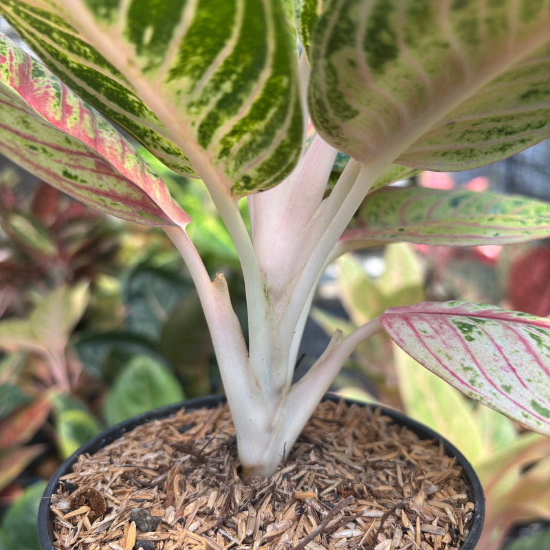 Aglaonema Queen of Siam