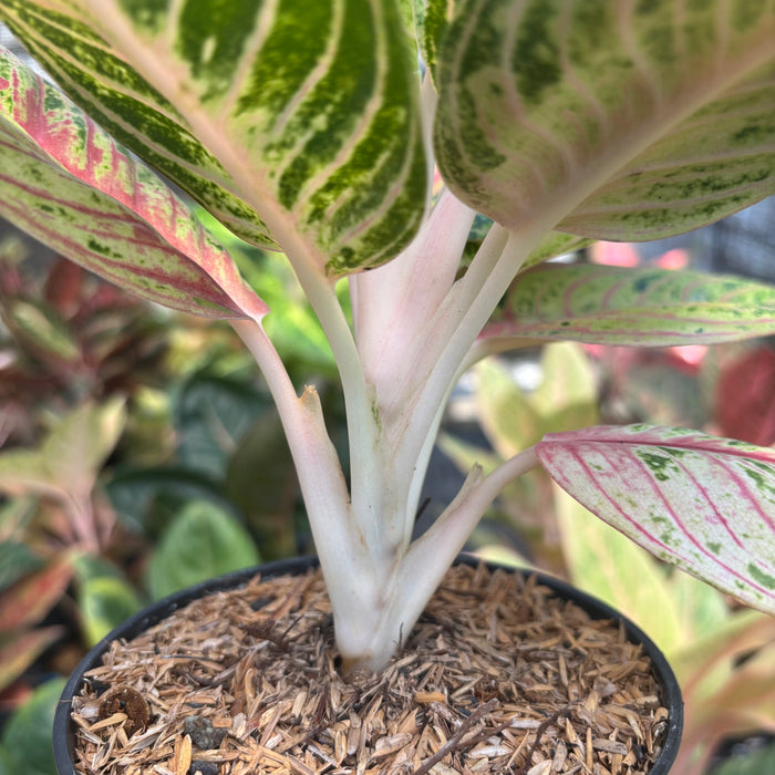 Aglaonema Queen of Siam