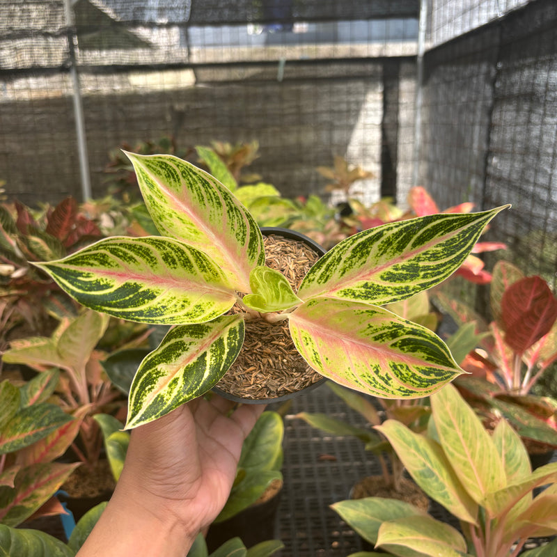 Aglaonema Big Mama Tricolor